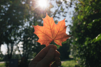 Person holding maple leaf during autumn