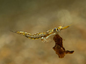 Close-up of insect