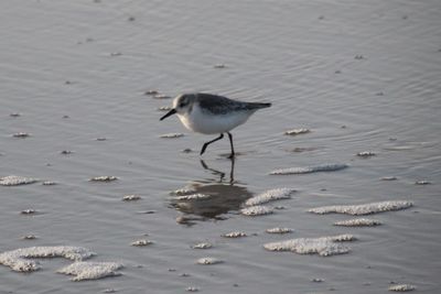 Seagull on beach