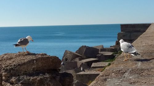 Seagull perching on rock by sea against clear sky