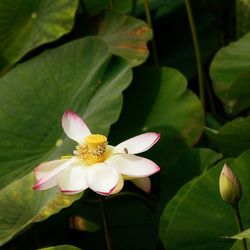 Close-up of lotus blooming outdoors