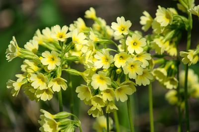 Close-up of yellow flowering plants