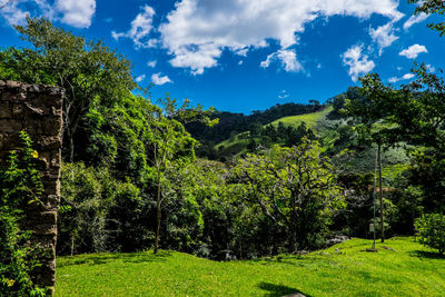 Trees in forest against blue sky