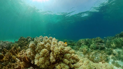 undersea