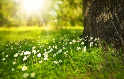 Flowers growing on field