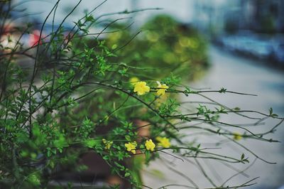 Close-up of yellow flowering plant