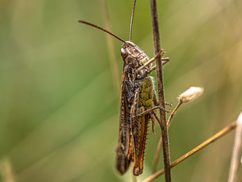 Close-up of insect