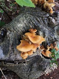 High angle view of mushrooms growing on tree trunk