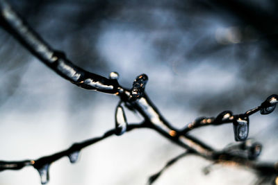 Close-up of caterpillar on water against sky