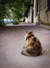 Cat relaxing on street in city