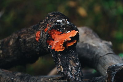 Close-up of mushroom growing on wood