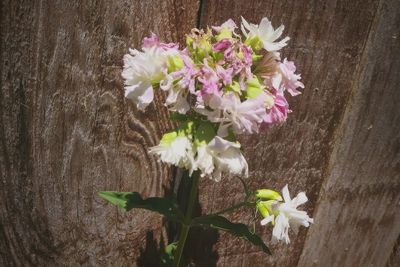 Close-up of flowers