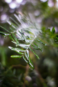 Close-up of raindrops on leaf