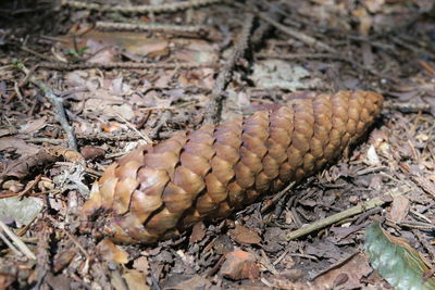 High angle view of pine cone on field