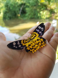 butterfly