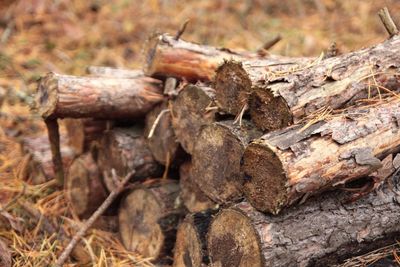 Full frame shot of tree trunk