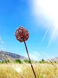 Close-up of flowering plant on field against sky