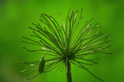 Close-up of plant