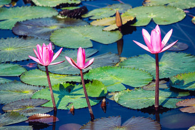 Lotus water lily in lake