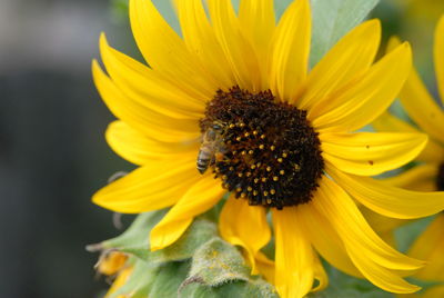 Close-up of insect on sunflower