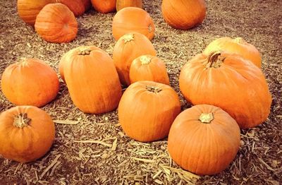 Close-up of pumpkin pumpkins