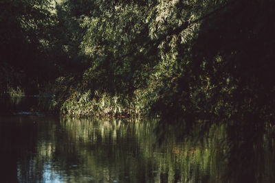 Scenic view of lake in forest