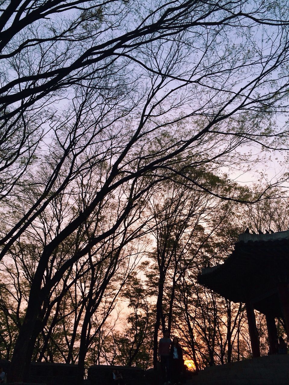 tree, low angle view, silhouette, branch, bare tree, built structure, sky, architecture, building exterior, sunset, nature, dusk, tree trunk, outdoors, no people, growth, tranquility, sunlight, tower, day