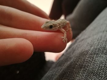 Close-up of hand holding lizard