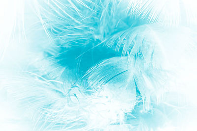 Full frame shot of white feather