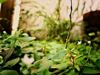 Close-up of plant growing outdoors