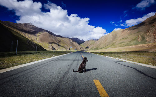 Dog sitting on country road against sky
