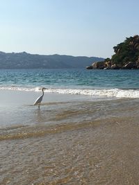 Seagulls on beach