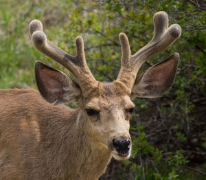 Close-up of deer