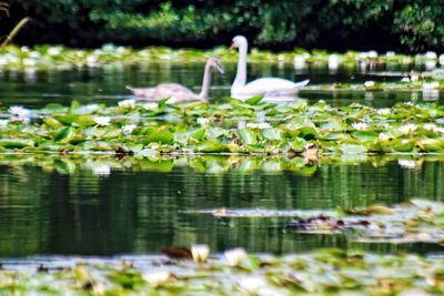 Lotus floating on water in lake