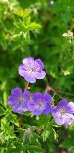 Close-up of purple flowering plant