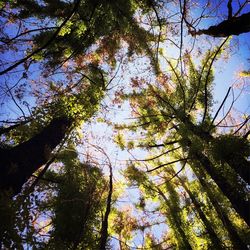 Low angle view of trees against sky