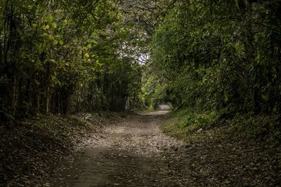 Dirt road passing through forest