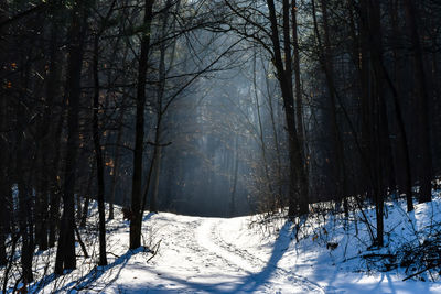 Trees in forest during winter