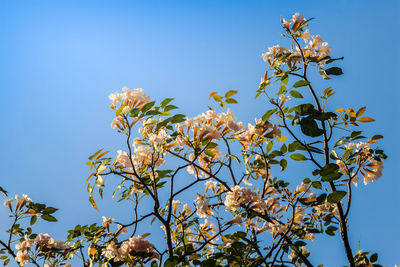 Low angle view of cherry blossom against blue sky