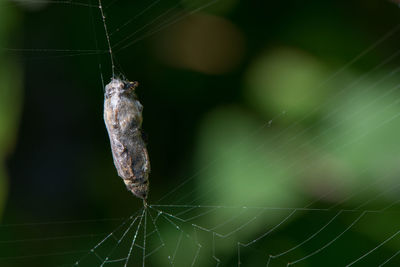 Close-up of spider on web