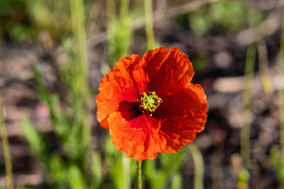 Close-up of orange marigold flower