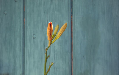 Close-up of leaf on wooden surface