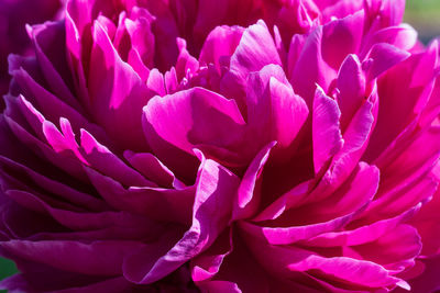 Close-up of pink dahlia