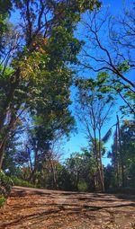 Trees in forest against clear sky