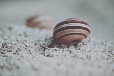 close-up