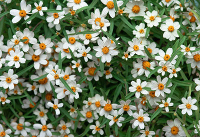 Close-up of white flowers