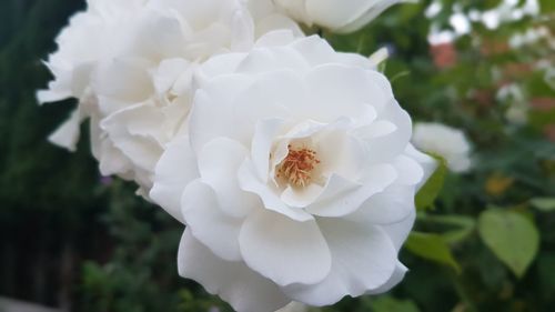 Close-up of white rose