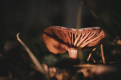 Close-up of mushroom growing on field