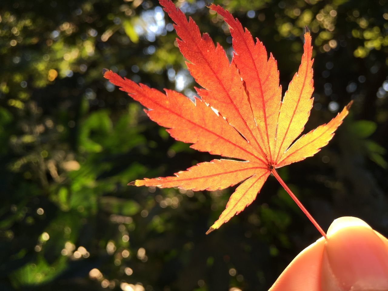 CLOSE-UP OF MAPLE LEAF DURING AUTUMN