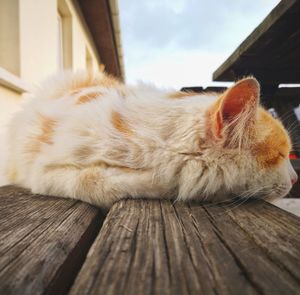 Close-up of a cat